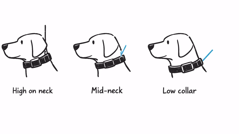 Three hunting dog collar mounting positions illustrated: high on neck under jaw, mid-neck above shoulders, and low-collar position with antenna angled up away from the chest