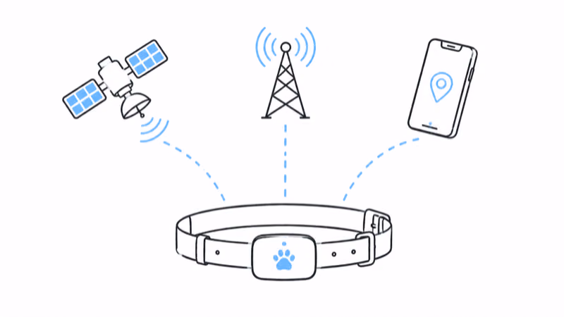 SatellAI collar receiving GPS from satellites while reporting through cell towers to a phone